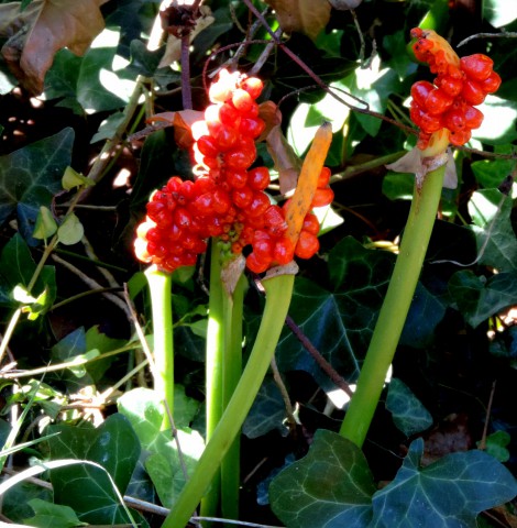 Raisins de serpent arum gouet arum maculatum
